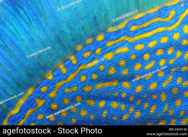 Dorsal fin and scales of blue stripe triggerfish (Pseudobalistes fuscus), detail, Red Sea, Fury Shoals, Egypt, Africa