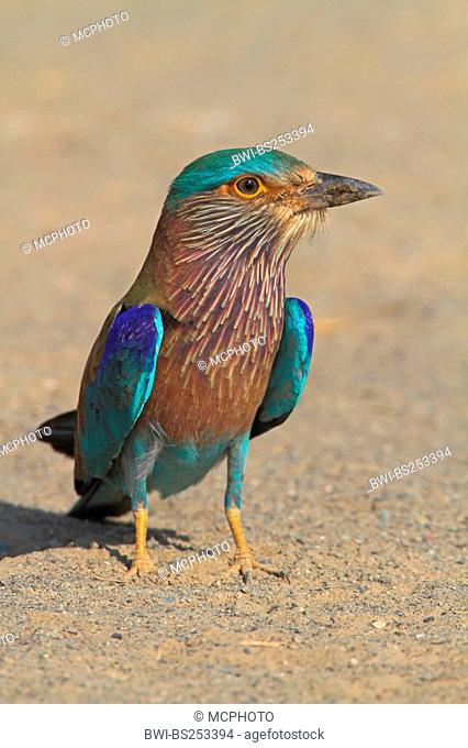 Indian roller Coracias benghalensis, sitting on the ground, Oman