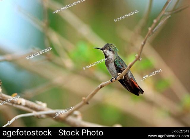 Ruby-topaz Hummingbird (Chrysolampis mosquitus) adult female, perched on twig, Trinidad, Trinidad and Tobago, Central America