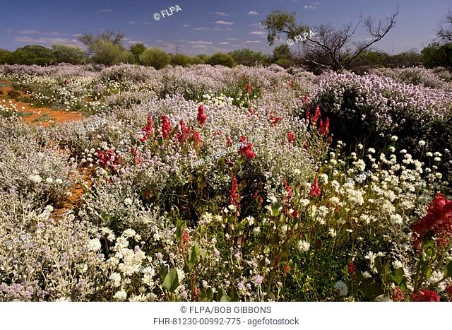 Smoke Bush, Splendid Everlasting and Ruby Dock, mixed flowers in semi-desert habitat, near Payne's Find, Western Australia, Australia