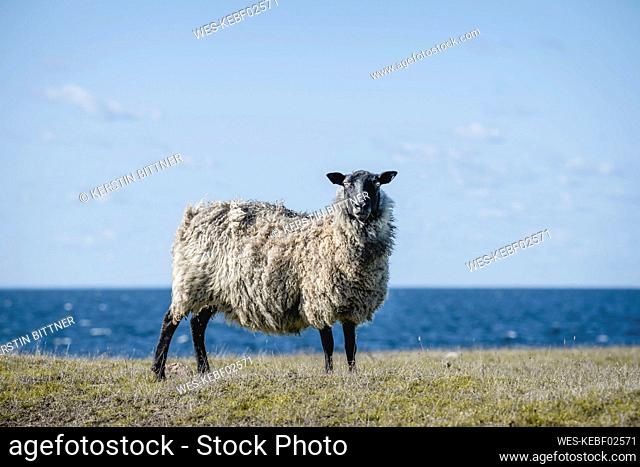 Sweden, Oland, Ottenby, Portrait of sheep standing at coast