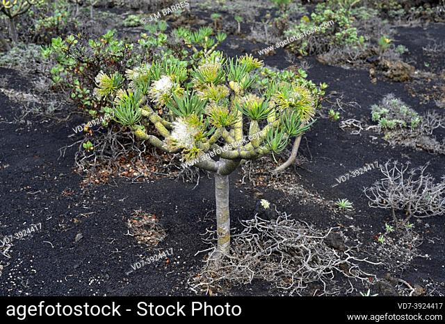 Verode, berode, verol or berol (Kleinia neriifolia) is a succulent shrub endemic to Canary Islands (all islands). This photo was taken in Fuencaliente, La Palma