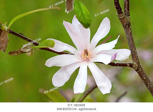 Magnolia (Magnolia spec.), hybrid between Magnolia stellata and Magnolia kobus