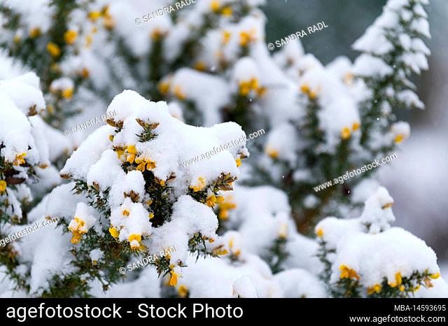 flowering gorse in snow, Germany, Hesse