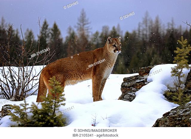 Cougar or Puma (Puma concolor, Felis concolor), adult, searching for food in the snow, Montana, USA