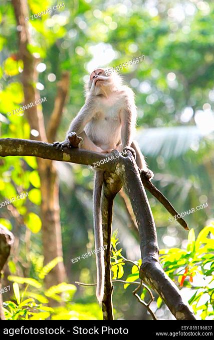 A monkey keeps an eye on its surroundings in Monkey Forest, Ubud, Bali, Indonesia