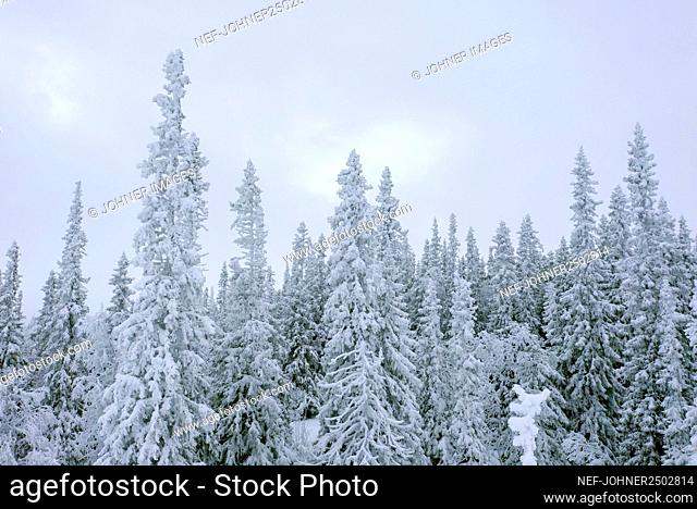 Pine trees at winter