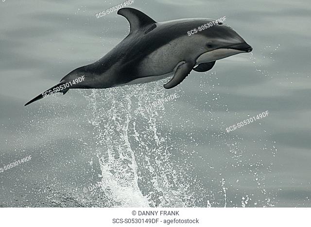 Pacific white sided dolphin Lagenorhynchus obliquidens breaching, breach, leaping, leap, Monterey bay national marine sanctuary, California, usa