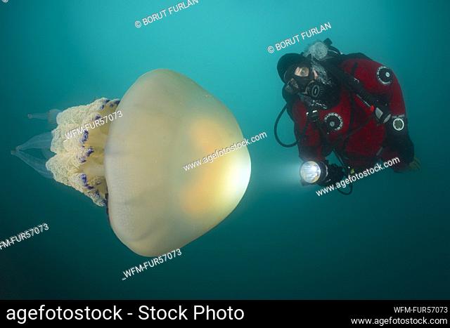 Rhizostome Jellyfish and Scuba Diver, Rhizostoma pulmo, Piran, Slovenia