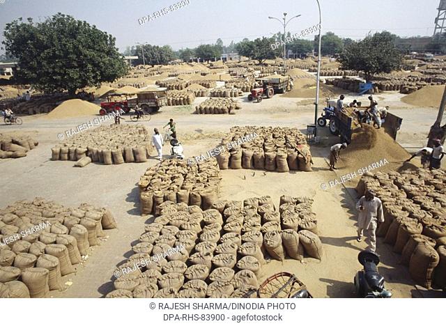 rice grain being unloaded in grain mandi , punjab , india