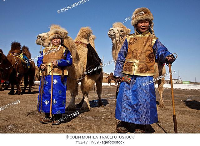 Bactrian camels, Grand Parade, ' festival of a thousand camels' Bulgan, winter in Gobi desert, Mongolia
