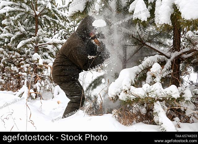RUSSIA, NOVOSIBIRSK REGION - DECEMBER 14, 2023: A forest warden cuts pines growing wild in the Novosibirsk Forestry in south Siberia in the run-up to New Year's...