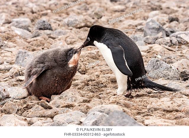Adelie Penguin (Pygoscelis adeliae) adult feeding chick, moulting downy feathers, Paulet Island, Antarctic Peninsula, Antarctica, January