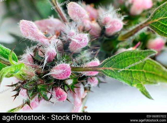 Valuable medicinal plant - motherwort with flowers and leaves on a white background