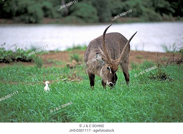 Common Waterbuck, Kobus ellipsiprymnus, Kruger Nationalpark, South Africa, Africa, adult male