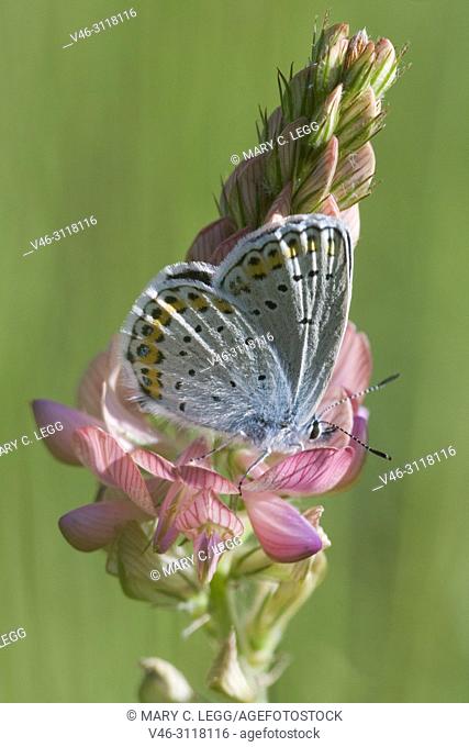 Reverdin's Blue, Plebejus argyrognomon, a small blue butterfly with markings similar to Idas Blue, Plebejus idas. Underwing is generally lighter or silvery and...