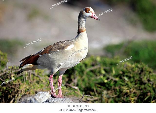Egyptian Goose, Alopochen aegyptiacus, Betty's Bay, South Africa, Africa, adult