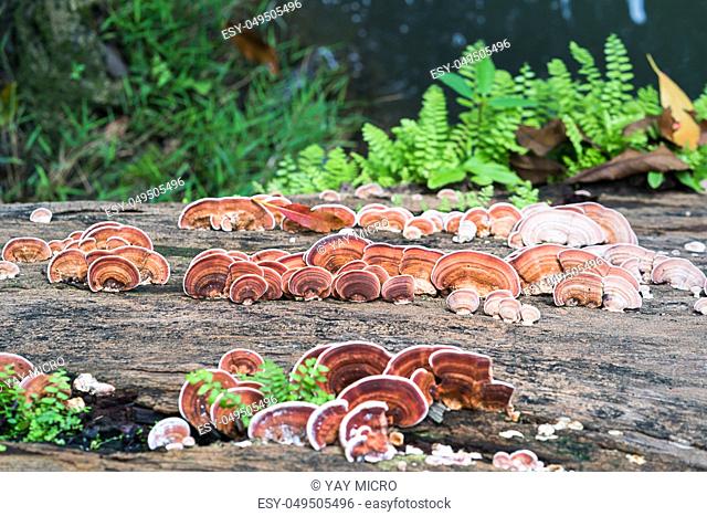 Group of Ganoderma Lucidum Mushroom or Ling Zhi Mushroom on timber wood in rain forest