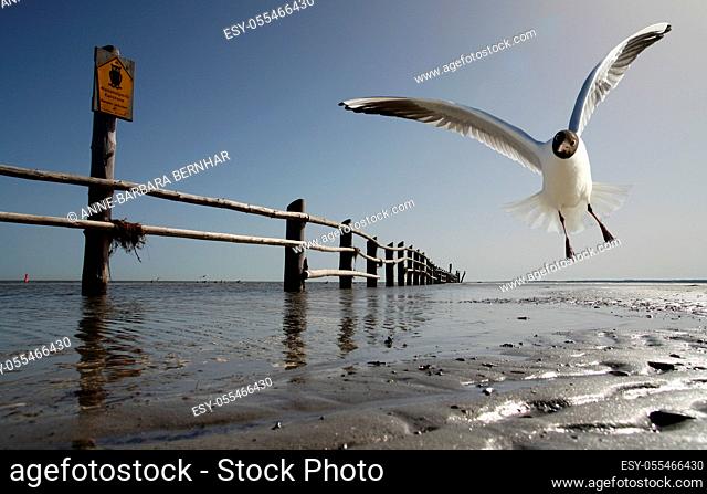 flying, gull