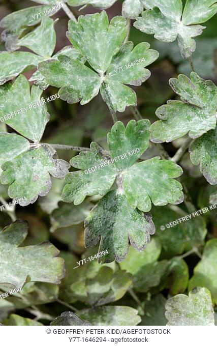 Powdery mildew on Aquilegia vulgaris