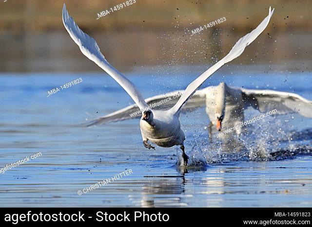 Mute swan (Cygnus olor), starting, North Rhine-Westphalia, Germany