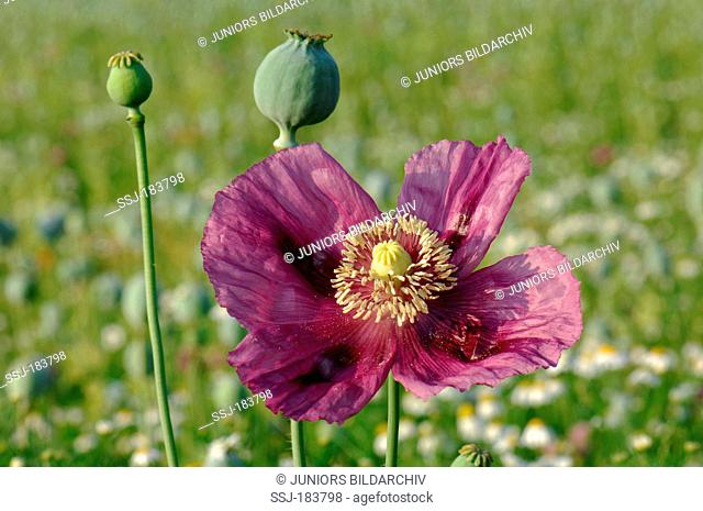 Opium Poppy (Papaver somniferum). Flower and seed capsules in a field. Austria