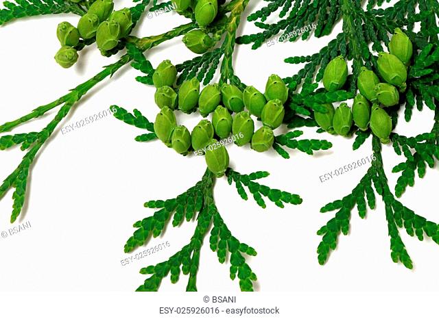 Green twig of thuja with cones isolated on white background. Close-up view
