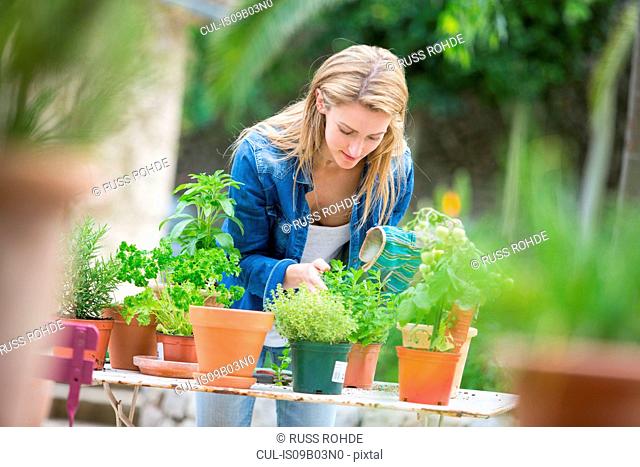Young woman tending herb plants at garden table