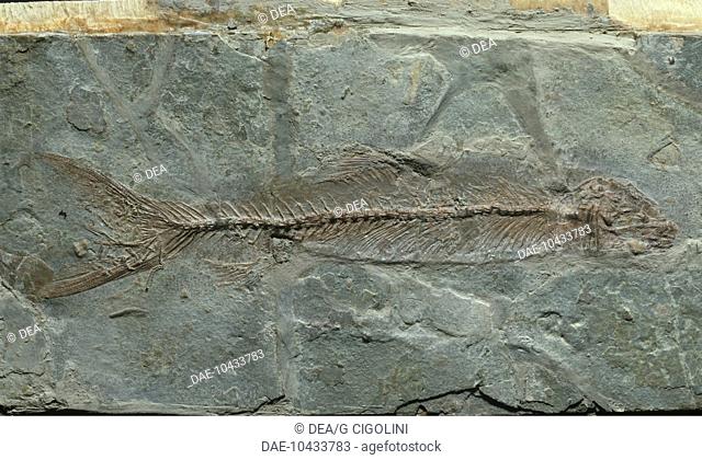 Fossils - Fossilized fish from Cretaceous period