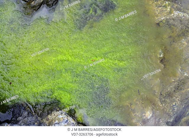 Chaetomorpha aerea is a green algae. This photo was taken in Cap de Creus (Cabo Creus), Girona, Catalonia, Spain