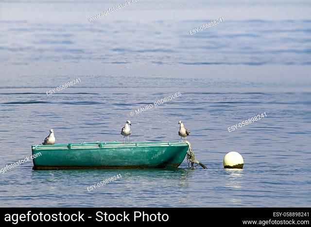View of an anchored traditional fishing boat with three seagulls