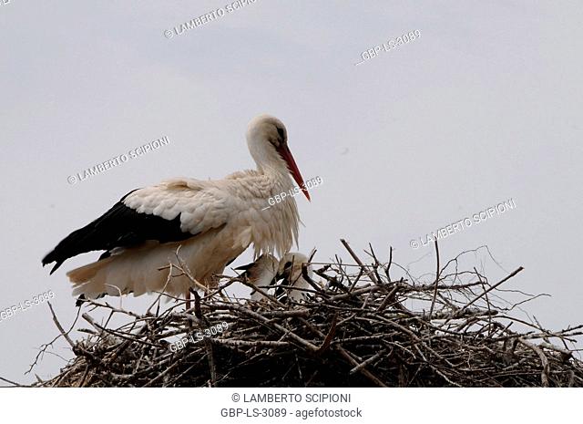 Bird, White Stork, Ciconia ciconia, 2017, Saint Marie de la Mer, Camargue, France