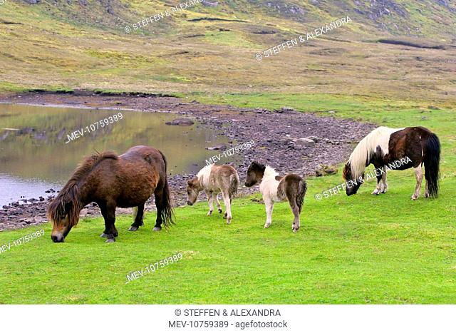 Piebald Shetland Pony - two adults and two foals grazing next to a pond