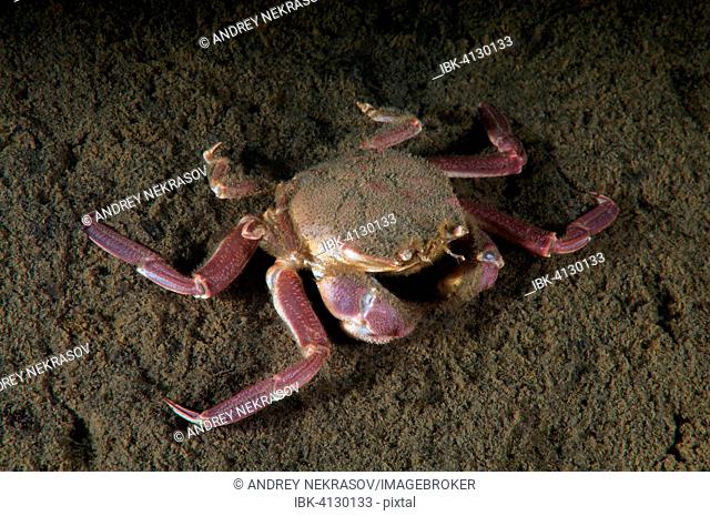 Samurai crab or granulated mask crab (Paradorippe granulata), Sea of Japan, Primorsky Krai, Russian Federation