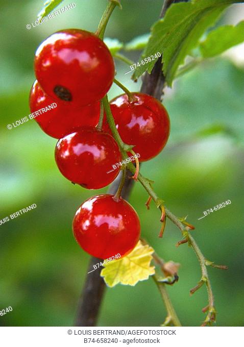 Redcurrants (Ribes rubrum)