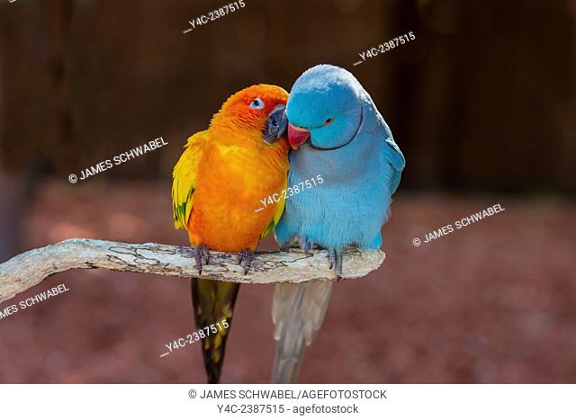 Pair of small parrot Lovebirds Agapornis grooming each other