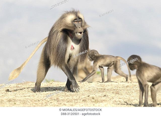Africa, Ethiopia, Rift Valley, Debre Libanos, Gelada or Gelada baboon (Theropithecus gelada), dominant male