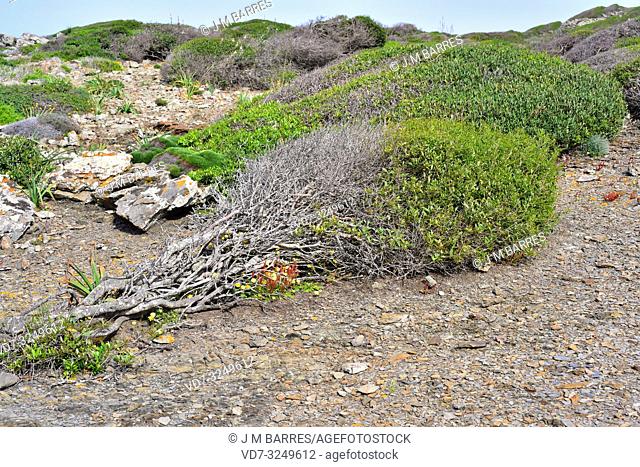 Green olive tree (Phillyrea latifolia) is an evergreen shrub native to Mediterranean Basin. Wind modeled specimens. This photo was taken in Cala Ferragut