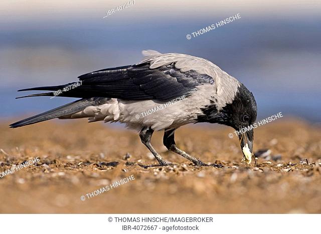 Hooded Crow (Corvus corone cornix), foraging, feeding, Corvidae, Middle Elbe Biosphere Reserve, Saxony-Anhalt, Germany