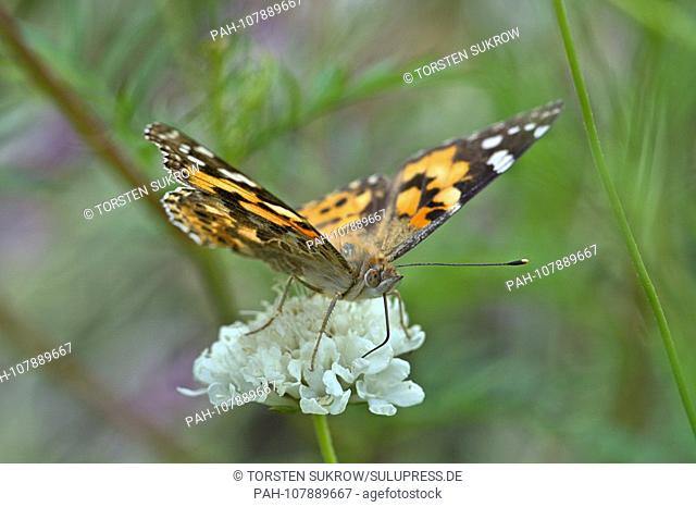 A Painted Lady (Vanessa cardui, Syn .: Cynthia cardui), a butterfly of the Nymphalidae family on a flower in a flowerbed in the Furstengarten in Schleswig