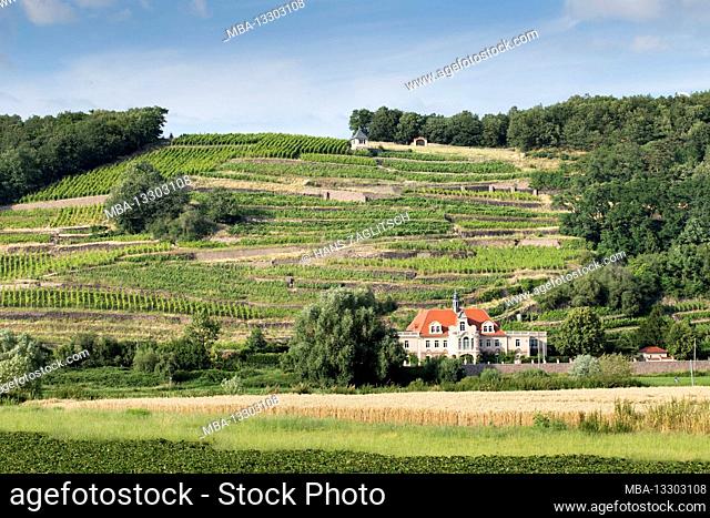 Vineyards and wine meters on the Elbe near Meissen