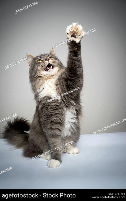 studio shot of a playing gray white maine coon cat sitting raising paw looking up