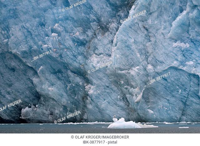 Ice at the glacier edge, Waggonway Glacier, Magdalenefjorden, Spitsbergen, Svalbard Islands, Svalbard and Jan Mayen, Norway