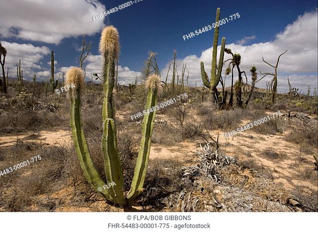 Old Man Cactus Lophocereus schottii habit, growing with other cacti species, Sonoran Desert, Baja California, Mexico