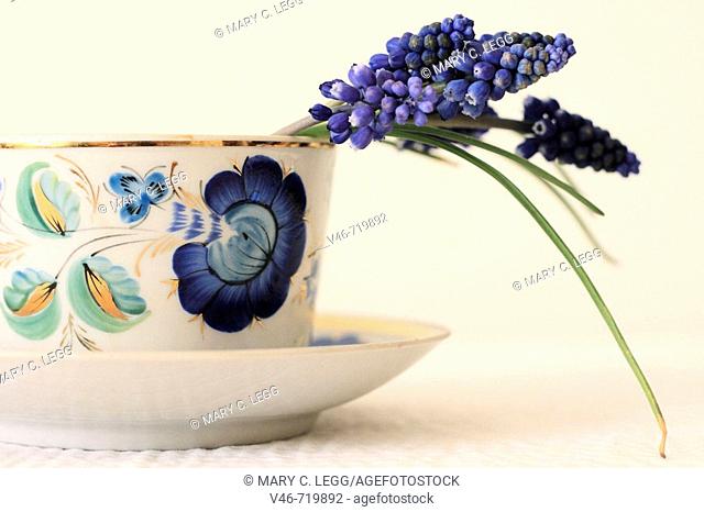 Half cut view a couple stems of grape hyacinth curve over the rim of a white procelain cup with blue floral motif grape hyacinth droops in a blue porcelain tea...