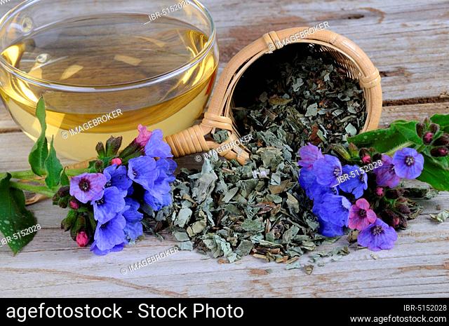Cup of lungwort tea (Pulmonaria officinalis)