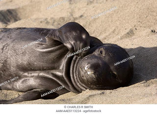 Elephant seal (Mirounga angustirostris) pup on beach Piedras Blancas, CA 1/26/2006