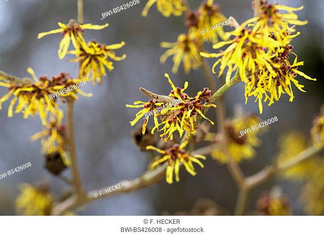 Witch hazel (Hamamelis intermedia, Hamamelis x intermedia), blooming