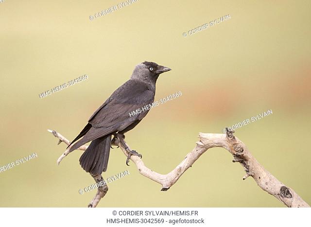 Spain, Catalonia, Western jackdaw (Corvus monedula), birdon a branch near the artificial cavity of a building entirely constructed for the nesting of these...