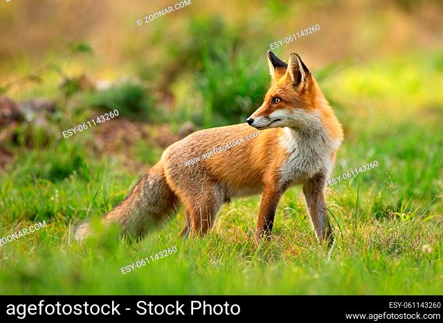 Curious red fox, vulpes vulpes, looking behind over shoulder on a meadow with green grass at sunset in summer. Fluffy mammal with large ears observing in nature